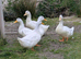 Cherry Valley Duck Hatching Eggs X 6