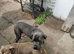 14 month old female cane corso
