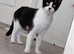 Cat to go to its forever home