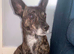 Two dogs for rehoming due to owner passing away