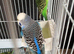 Budgies