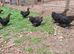Pekin bantam pullets