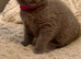 British shorthair x Ragdoll 8 weeks kittens