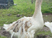 Sebastopol goslings waiting list