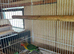 Lovebird