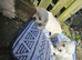 2 puppies Bichons maltese