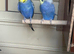 Lovely bonded pair
