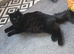 Maine Coon Cross Kittens READY TO LEAVE