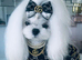 Stud tiny kc reg Korean Maltese