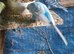2 boy budgies for sale