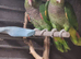 Amazon vinacea breeding pair 8 year old