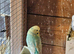 Pet Budgies