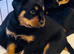 Ready now !! 2 Gorgeous full pedigree Rottweiler puppies