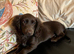 Working Cocker x Longhair Dachshund Puppies