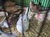 5 pairs diamond doves