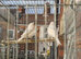 Harlequin white canary pair
