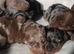 KC Reg Miniature Dachshunds