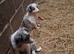 Border collie puppies