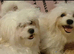 VERY HANDSOME  2 BROTHERS MALTESE  PUPPIES - SPECIAL OFFER &pound;400 for each if you buy them both  .