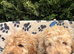 1 beautiful apricot f1 cockapoo boy available