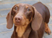 Miniature dachshund feamle