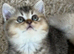 GCCF BI - colour kittens - Blue eyes
