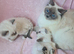 Ragdoll Kittens** READY NOW **