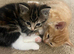 6 week old kittens