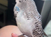 Beautiful tame budgies
