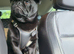 Black Pug Cross Male 11 months old