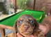 Chocolate and tan boy sausage dog