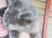 Female pedigree main coon cat looking for and indoor pampered life