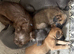 Beautiful lurcher pups