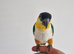 Super Tame DNA Male Black Headed Caique