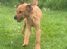 KC FULLY VACCINATED MALE PUPPY
