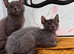 Lykoi girls