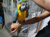 Blue gold macaws hand reared