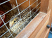 Coturnix Italian boys