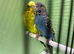 Black face & black wing proven pair budgies