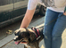 SCOUT - The Dog Who Refused to Give Up ️