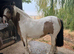 4.5year old dun and white mare