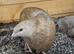 6 Quail for &pound;50