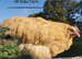 Buff Orpington pullets for sale