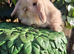 Pure mini lion lop babies