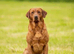 Working Labrador Puppies for Sale