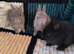 Baby rabbits ready now