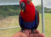 Hand reared eclectus parrots, ready in 2 weeks!