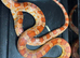 Beautiful corn snake