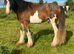 Hay on wye Clive, Registered 3 yr old COLT