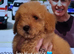 Stunning poodles SMALL